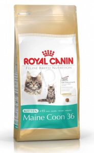 FBN Kitten Maine Coon 36 2 kg